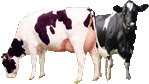 Cows