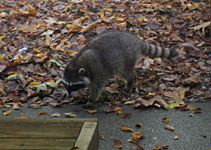 Workshop Visitor!